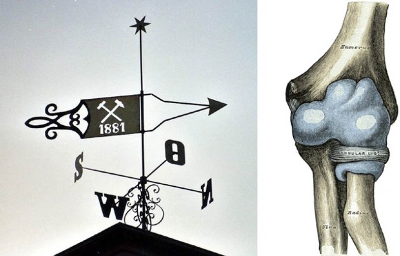 Weather vanesWikimedia Commons: and the human elbow jointFrom Gray’s Anatomy. Wikimedia Commons: respond to their environments.
